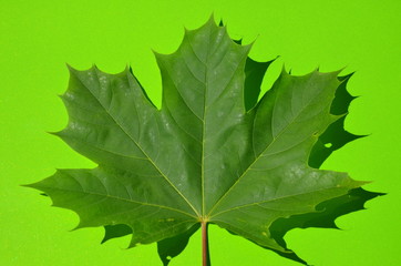 feuille, klon, jesienią, izolowany, charakter, drzew, opad, zieleń, roślin, pora roku, biała, feuille, z&oacute;łty, liści, botanika, czerwień, barwa, dopełnienie, makro, pomarańcz, żył, beuty, jednorazowy, 