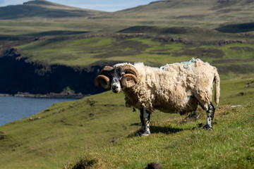 Isle of Skye Schottland / Schafe