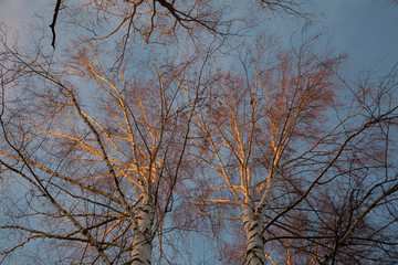 Autumn forest in the sun in the Republic of Mariel