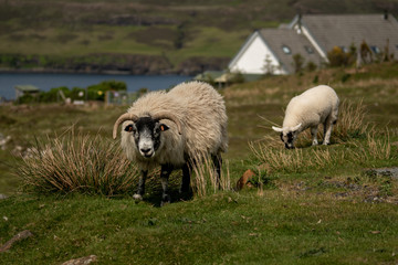 Fototapeta premium Isle of Skye Schottland / Schafe