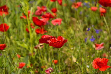 Wild red poppies growing in a fallow field in north east Italy.