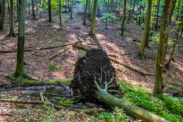 Fallen tree in deciduous forest, Little Carpathians, Slovakia