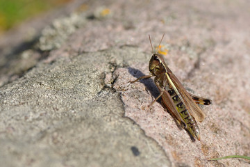 Männchen der Sumpfschrecke