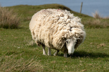 Isle of Skye Schottland / Schafe