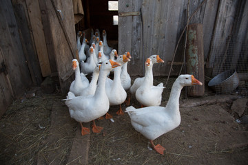 Many geese run out of the barn to walk
