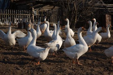 Domestic geese on a walk and in the setting sun eat in the yard