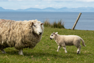 Isle of Skye Schottland / Schafe