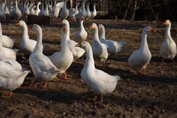 Domestic geese on a walk and in the setting sun eat in the yard