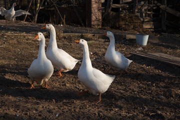 Domestic geese on a walk and in the setting sun eat in the yard