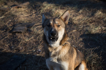 Fototapeta premium Domestic dog on a leash builds grimaces
