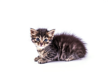 Obraz premium Beautiful fluffy tabby kitten with big blue eyes isolated