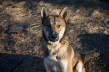 Domestic dog on a leash builds grimaces