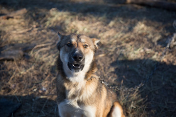 Domestic dog on a leash builds grimaces