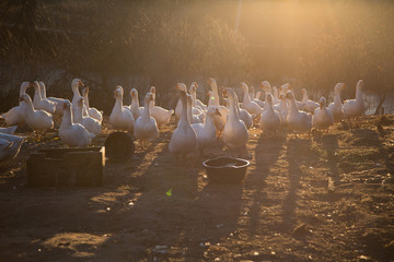 Fototapeta na wymiar Domestic geese on a walk and in the setting sun eat in the yard