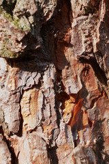 background texture the bark of the conifer macro
