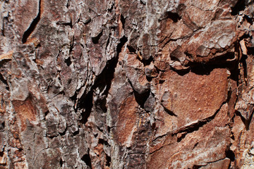 background texture the bark of the conifer macro