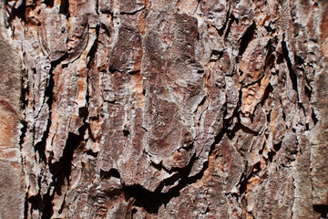 background texture the bark of the conifer macro