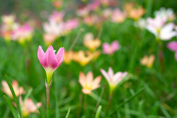 Pink Zephyranthes grandiflora beautiful on natural background