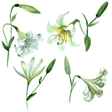 White lily floral botanical flowers. Watercolor background illustration set. Isolated lilia illustration element.