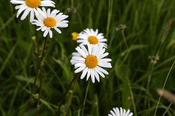 Daisies. White daisies bloom in summer meadow