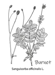 Outline drawing of a burnet. A plant hand drawing. Black and white flowers and leaves. Botanical vector illustration.