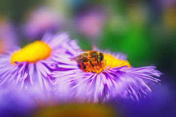Honey bee on blue aster flowe in garden