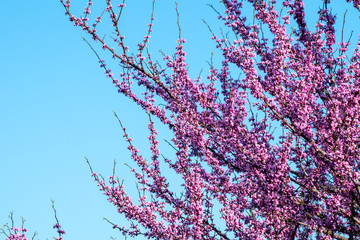 Spring beauty is displayed in this blooming redbud tree against a beautiful bright blue sky in Southwest Missouri. Bokeh effect.