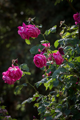 Rosas en un jardin