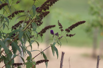 purple butterfly shrub 