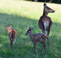 Red Deer Hind and Fawns