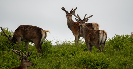 Isle of skye Schottland / Hirsche