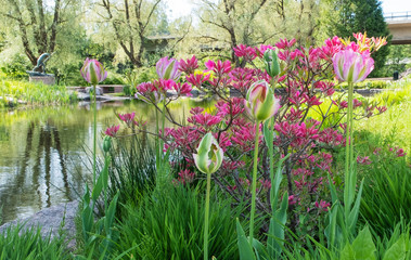 City Park "Karhula" Finland Kotka city. Blooming hydrangeas and pink tulips. Colorful photo of a park landscape.