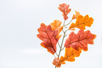 White oak leaf. Factory made. Not real. White Background