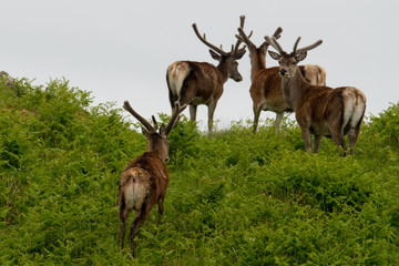 Isle of skye Schottland / Hirsche