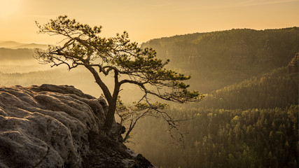 Pine tree on the rock - 271292835