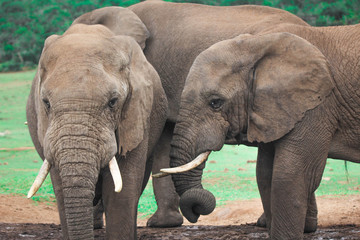 Fototapeta na wymiar African elephants in South Africa, elephants of South Africa