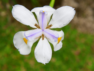 WHITE AFRICAN IRIS