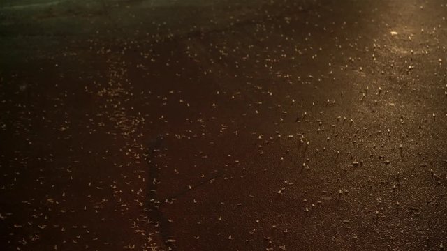 Ephemera hainanensis - mayfly or also known as fishflies, shadflies or up-winged flies. Mayflies swarming on the ground around street lights at night time. Mating season, wild insect animals