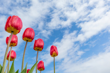Obraz premium Red tulips on the background of bright blue sky with light clouds. The concept of summer flowering, growing flowers, gardening. Image suitable for posters, postcards, photo pictures. 