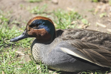 Männliche Krickente