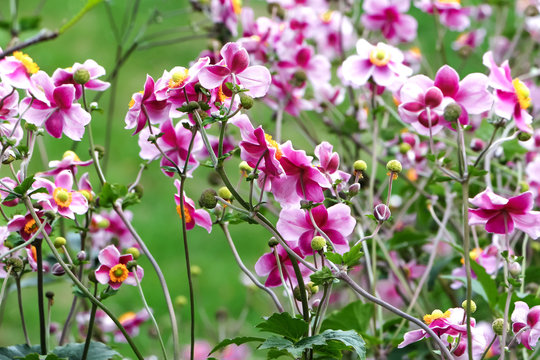 Lila Herbstanemonen, Anemone hupehensis