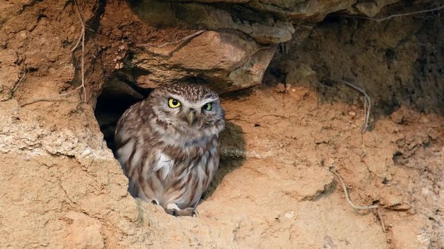 Little owl (Athene noctua) peeking out of a hole and cleans its feathers