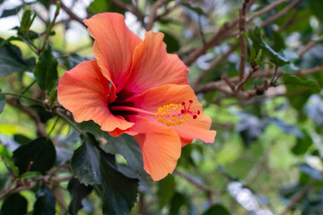 Tropische Blume