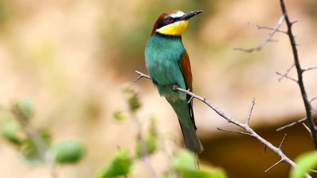 Colourful birds - European bee-eater (Merops apiaster) sitting on a stick and looks around