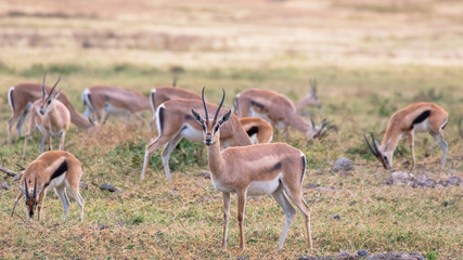 Gazelle in african savannah, at Ngorongoro , Tanzania