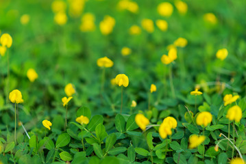 Beautiful flowers colorful In spring garden
