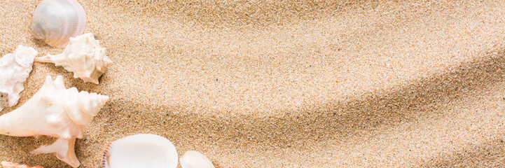 Seashell on the beach. Summer background with hot sand, for banner