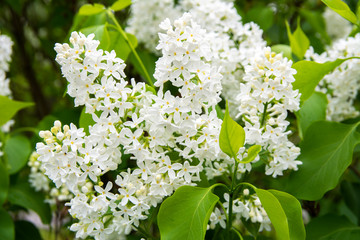 White lilac (Syringa) is blooming, Majvik, Kirkkonummi, Finland