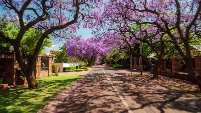 Drive-lapse/timelaspe while driving through suburban streets in Pretoria, South Africa with blooming Jacaranda trees on a summer/sunny day, 4k 25p.
