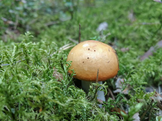 mushroom in the grass